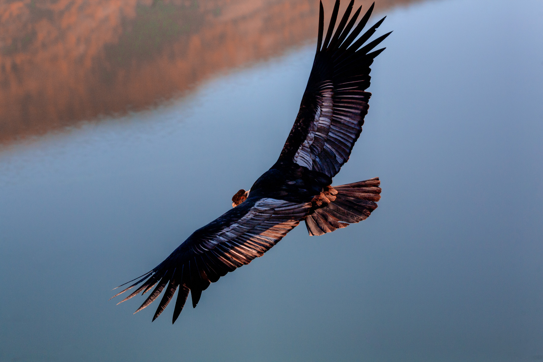 The Flight of the Condor